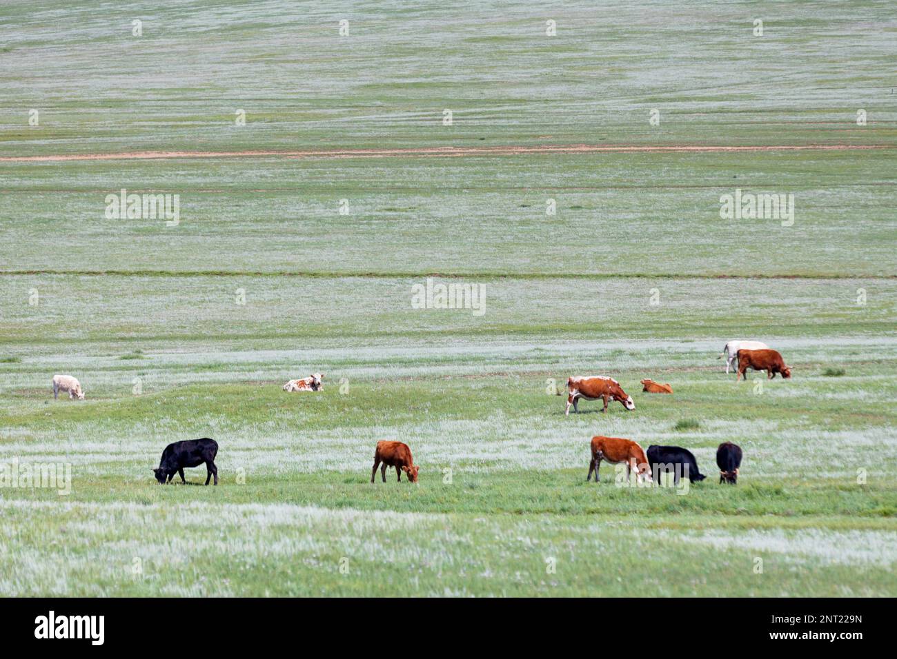 Troupeau de vaches dans les steppes de Mongolie. Banque D'Images