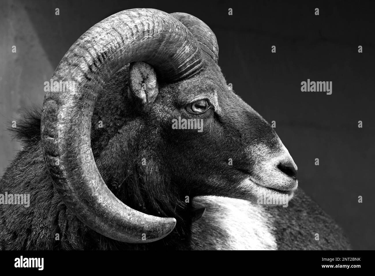 Profil latéral de bélier mouflon sauvage européen avec cornes courbées en noir et blanc Banque D'Images