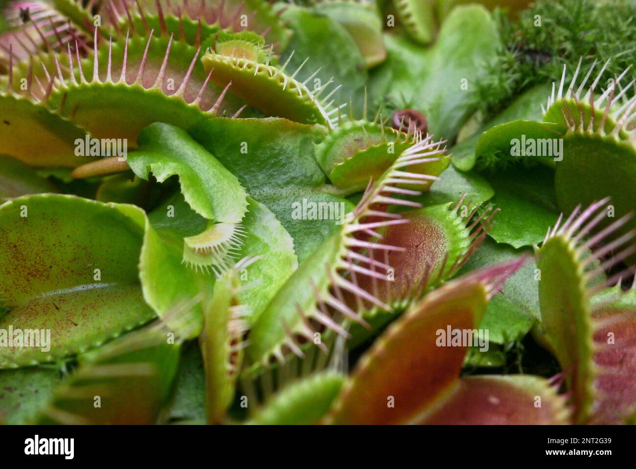 Le piège à migration de Vénus (également appelé piège à migration de Vénus ou piège à migration de Vénus), Dionaea musicipula, est une plante carnivore native des zones humides subtropicales Banque D'Images