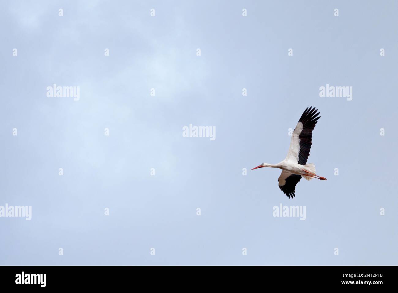 La cigogne blanche (Ciconia ciconia) est un grand oiseau de la famille des Ciconiidae cigogne. Son plumage est principalement blanc, avec sur ses ailes noires. Banque D'Images