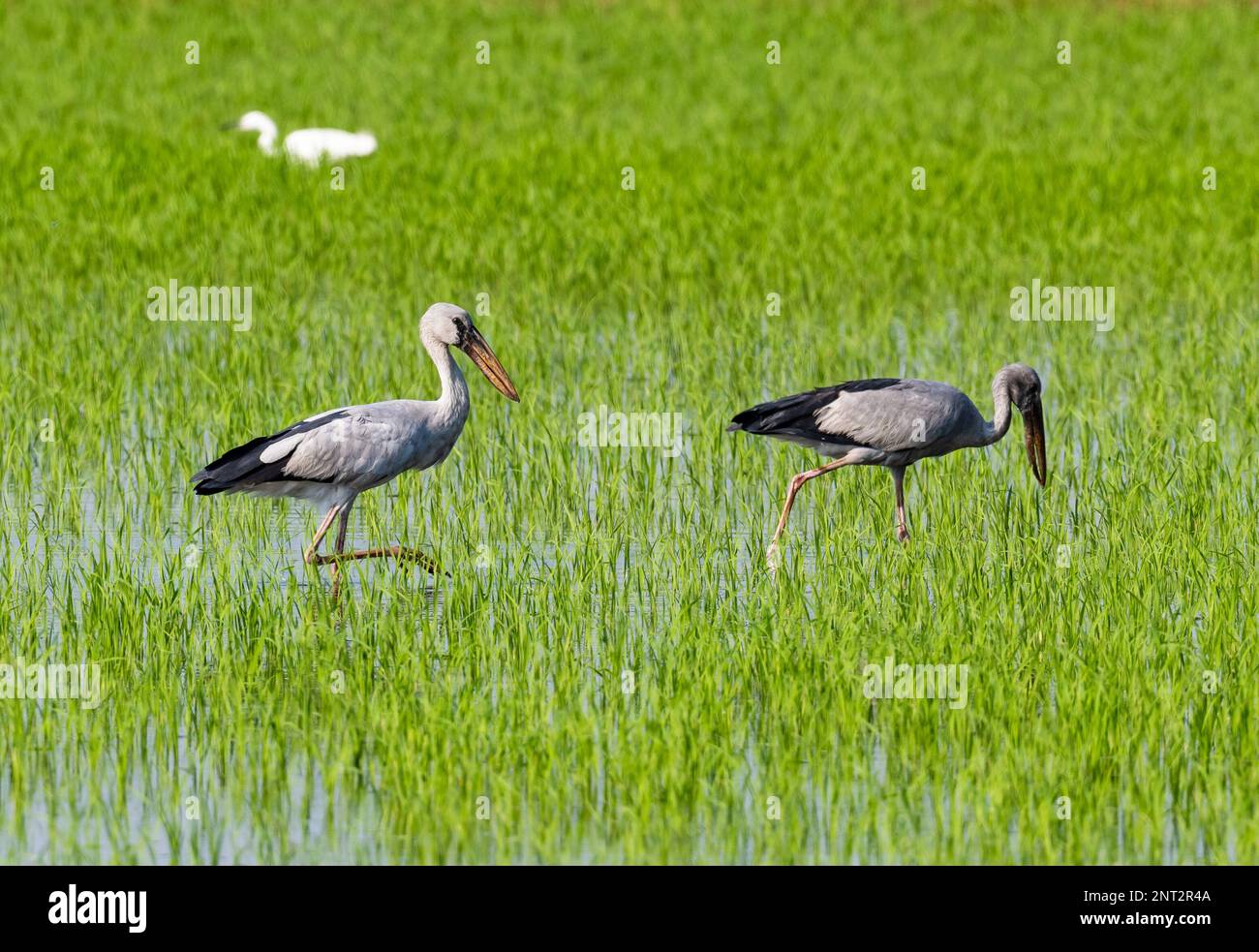 Une paire de cigognes asiatiques Openbill (Anastomus oscitans) en quête de riz. Thaïlande. Banque D'Images