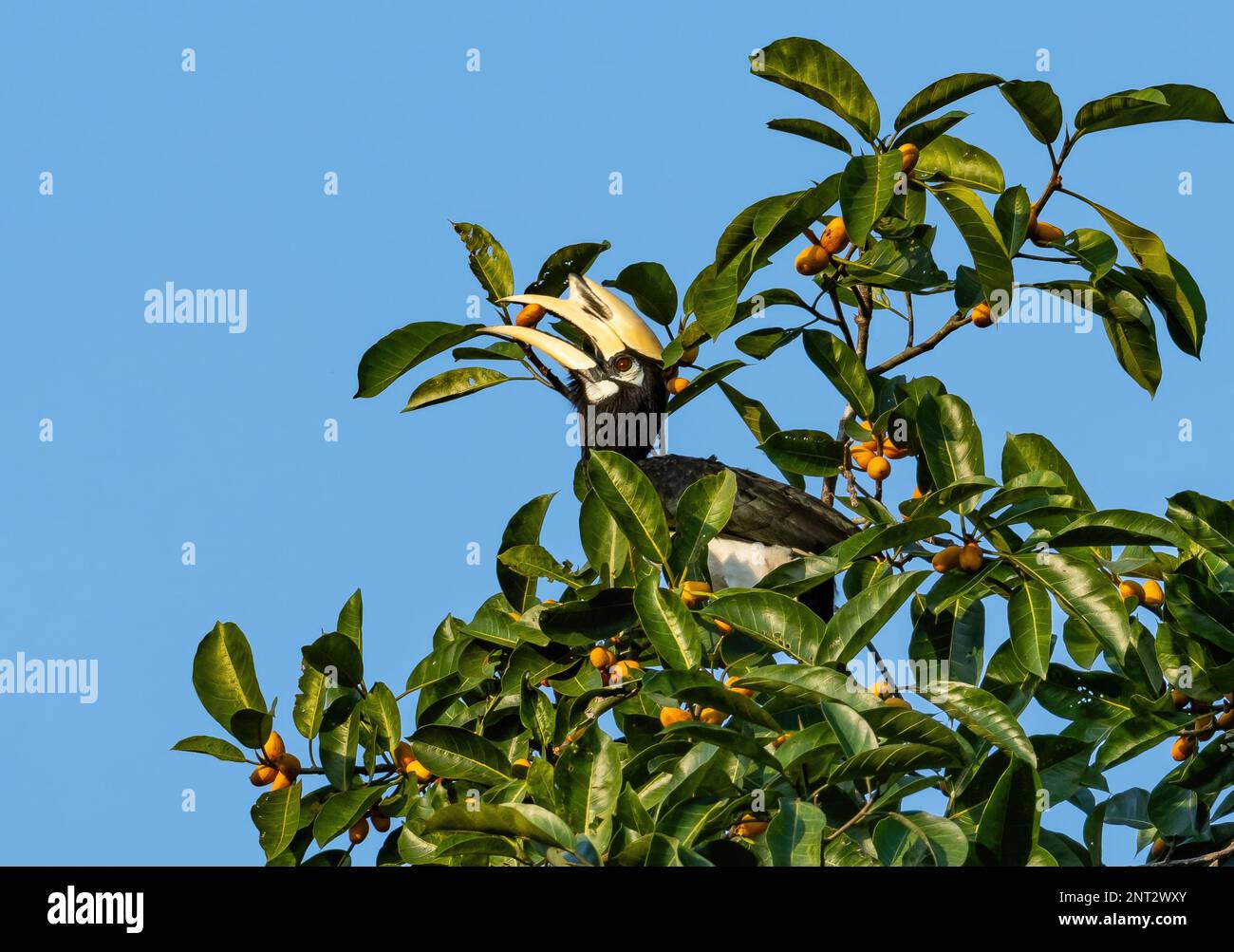 Un pied-Hornbill oriental (Anthracoceros albirostris) se nourrissant d'un arbre fruitier. Thaïlande. Banque D'Images