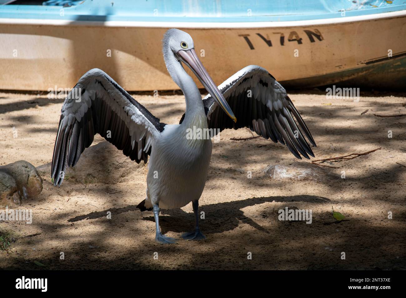 Pelican australien (Pelecanus oscillatus) dans un parc animalier de Sydney, Nouvelle-Galles du Sud, Australie (photo de Tara Chand Malhotra) Banque D'Images