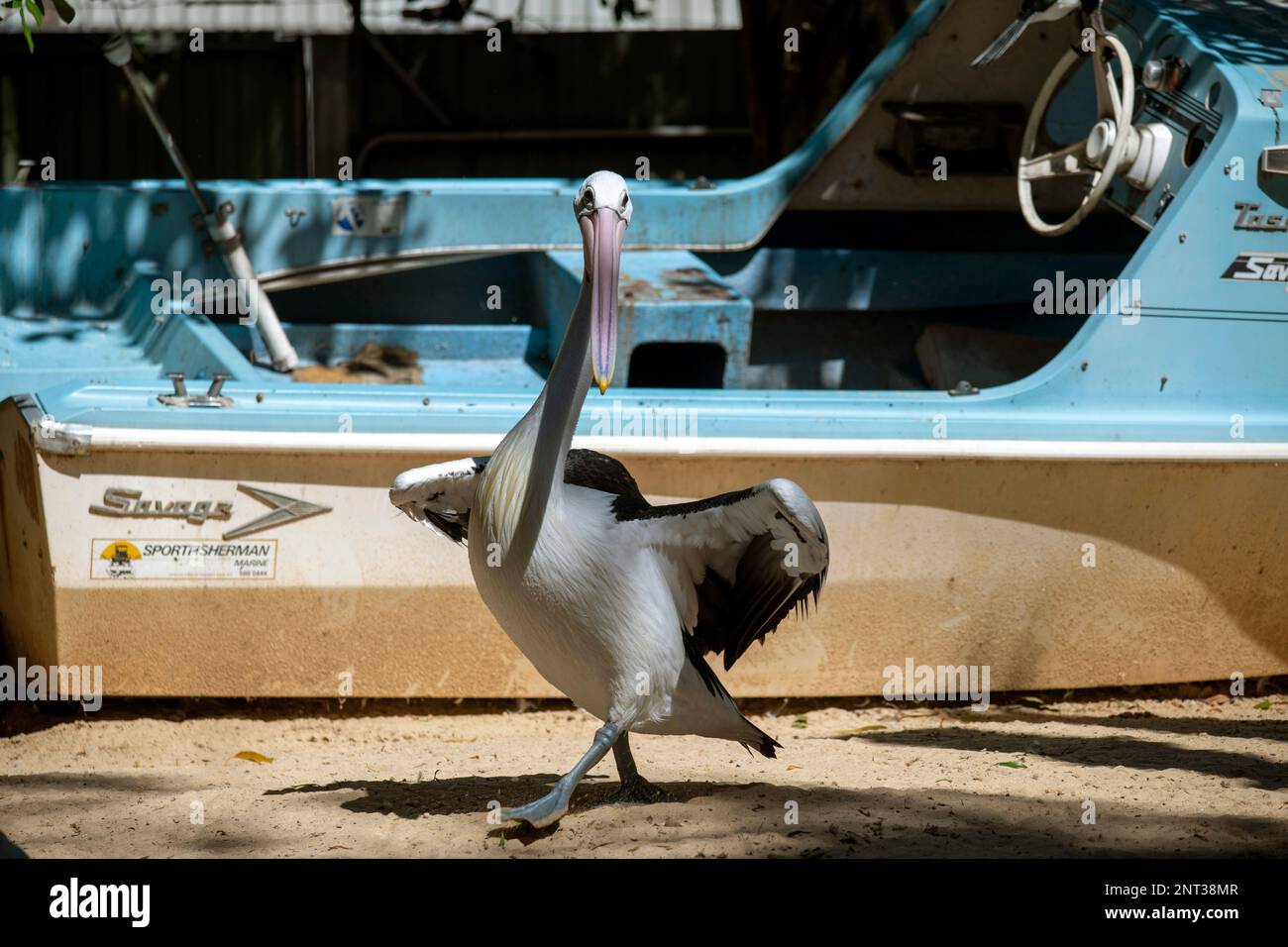 Pelican australien (Pelecanus oscillatus) dans un parc animalier de Sydney, Nouvelle-Galles du Sud, Australie (photo de Tara Chand Malhotra) Banque D'Images