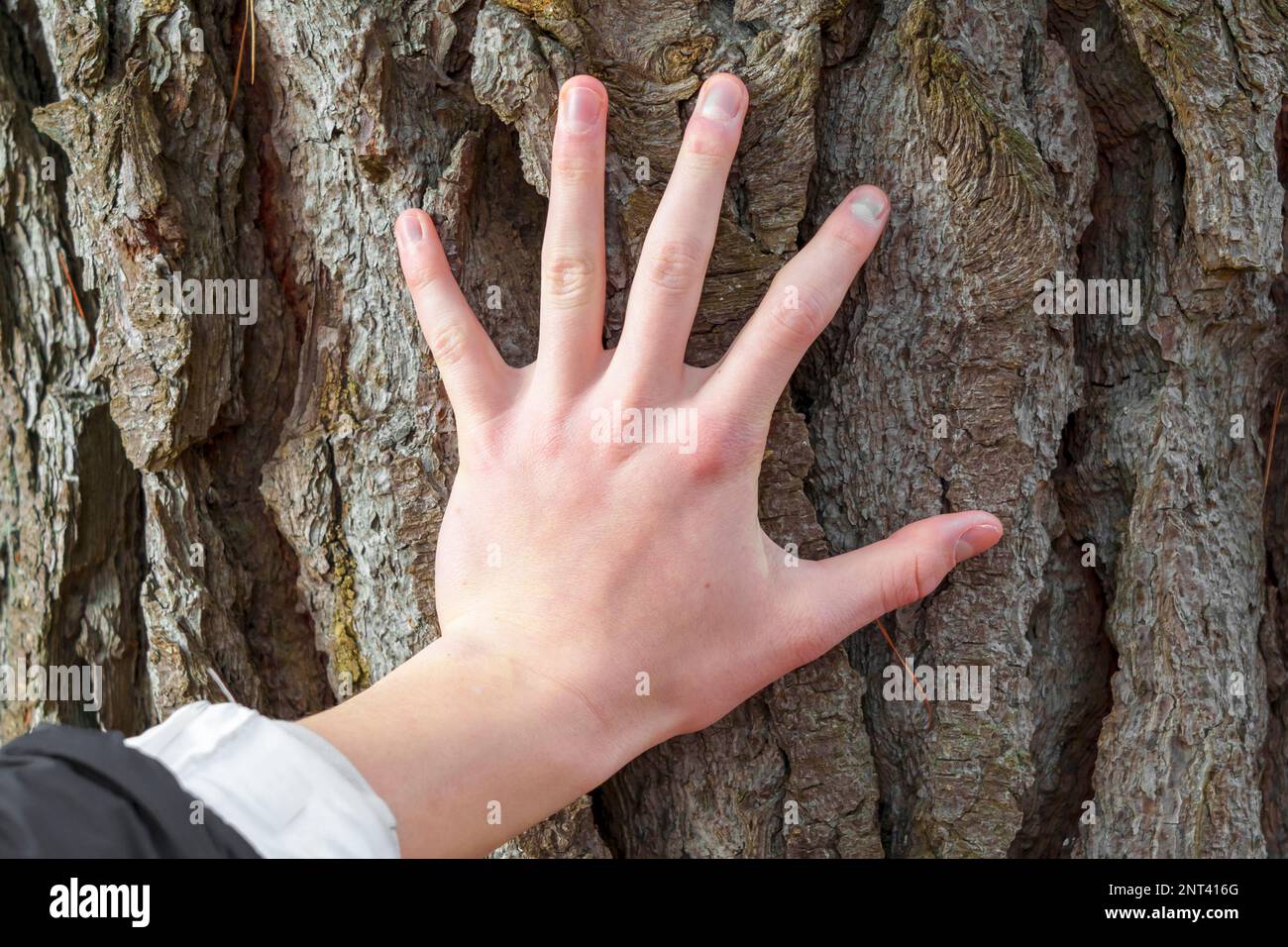 Une main touchant l'écorce d'un vieux arbre dans une forêt de conifères. Harmonie avec le concept de la nature Banque D'Images