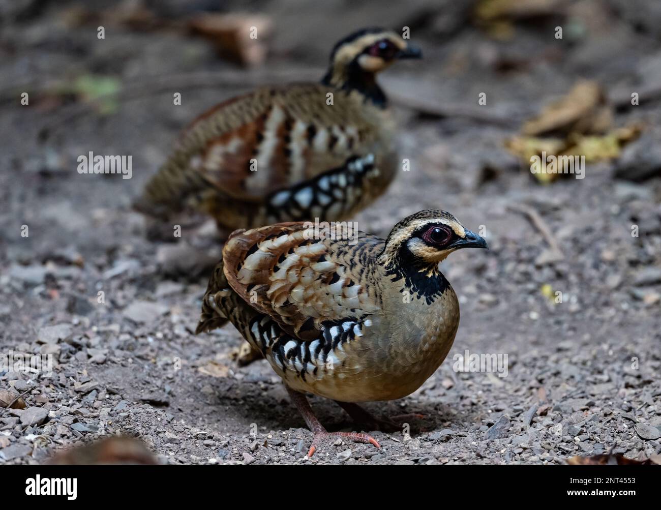 Deux perdrix à barre (Arborophila brunneopectus) fourragent au sol. Thaïlande. Banque D'Images