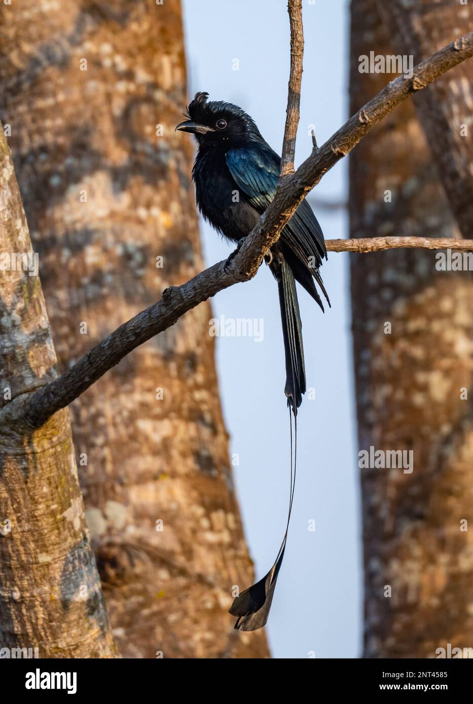 Un plus grand Drongo à queue de raquette (Dicrurus paradiseus) perché sur une branche. Thaïlande. Banque D'Images