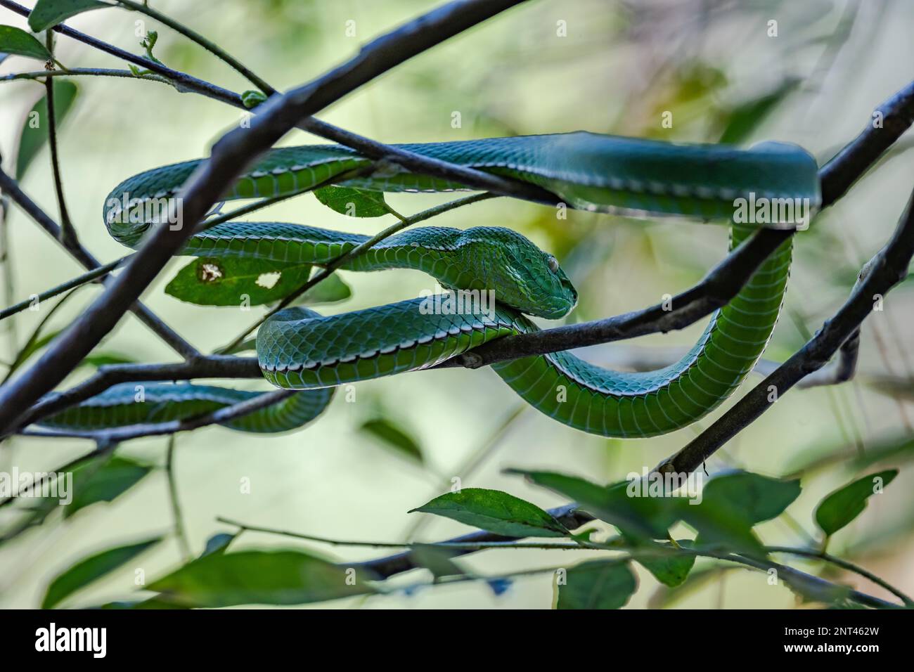 Un serpent vipère vert venimeux (Trimeresurus sp.) enroulé sur un arbre. Thaïlande. Banque D'Images