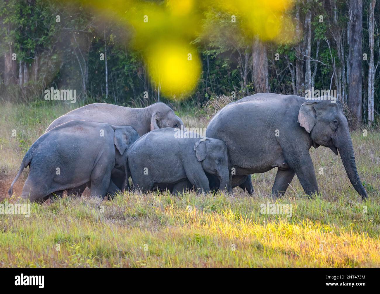 Un troupeau asiatique d'éléphants (Elepha maximus) avec jeunes. Thaïlande. Banque D'Images