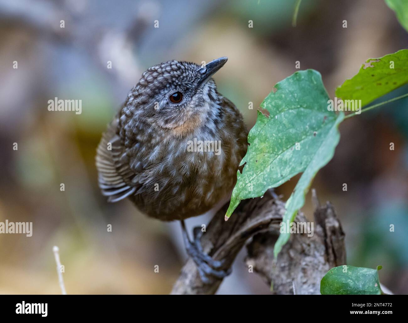 Un Babbler rufous en calcaire (Gypsophila calcicola) perché sur une branche. Thaïlande. Banque D'Images