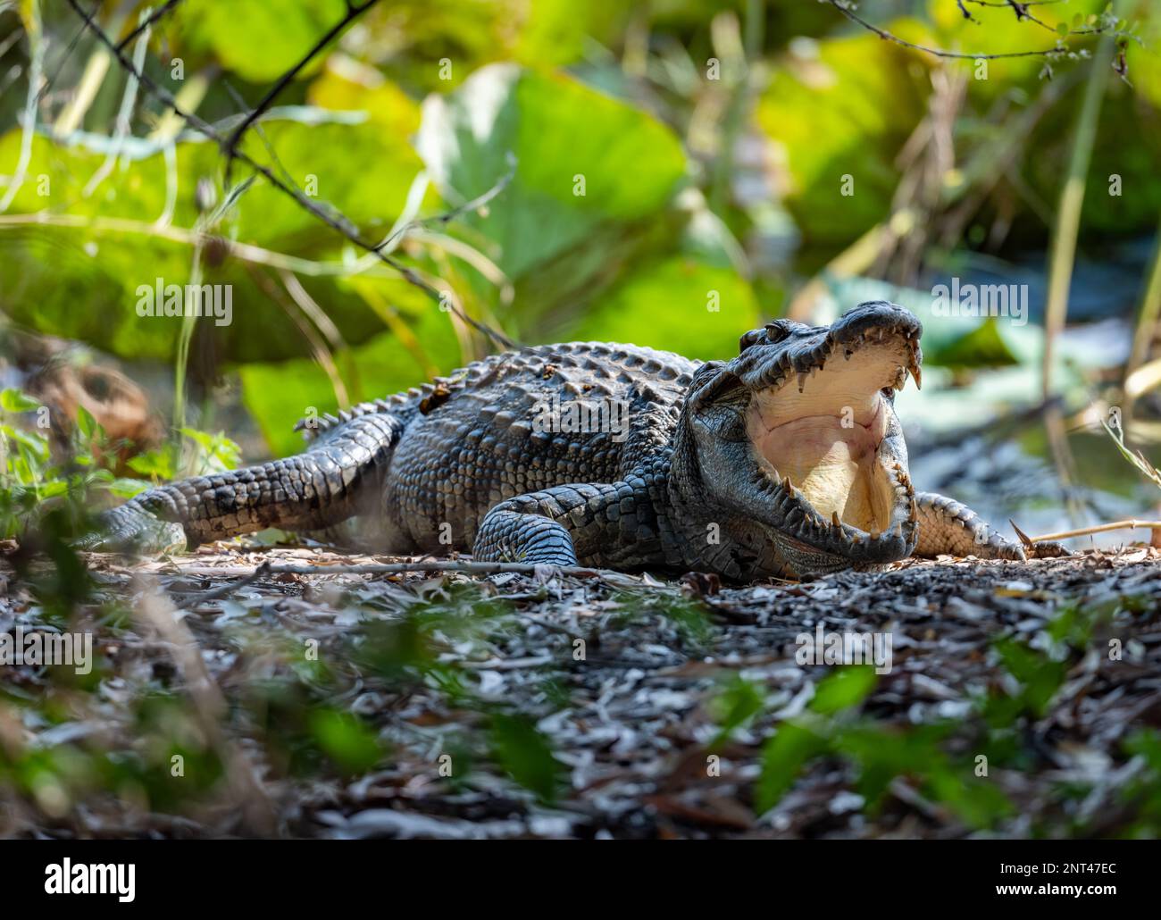 Un Crocodile siamois sauvage (Crocodylus siamensis) qui se basait avec une large bouche ouverte. Thaïlande. Banque D'Images