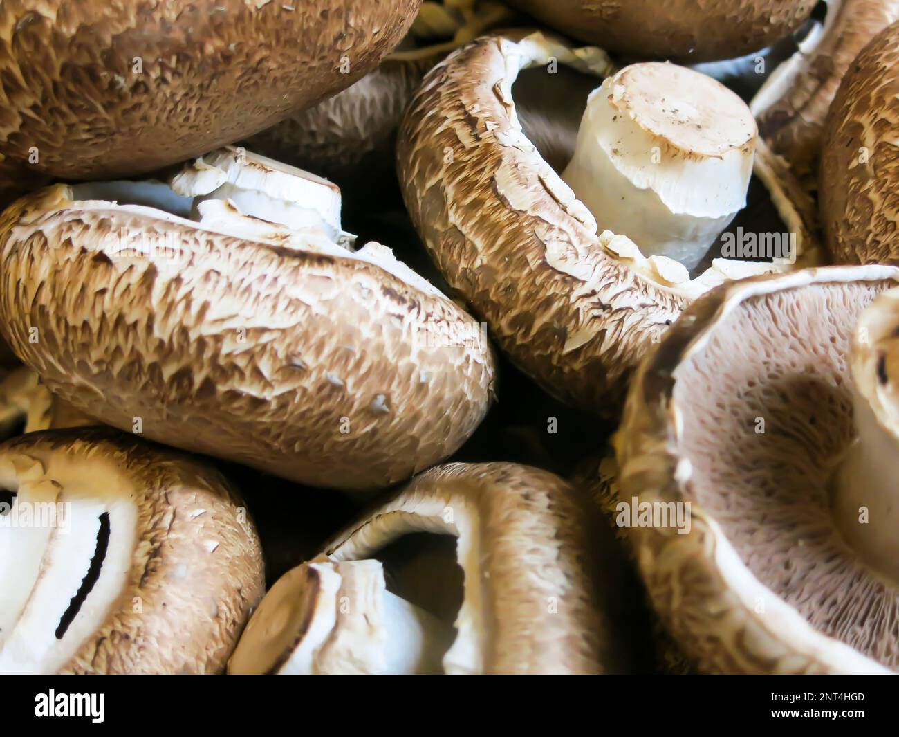 CAPAGE DE VENT TOIT RV, Matériau ABS, Conception Des Champignons