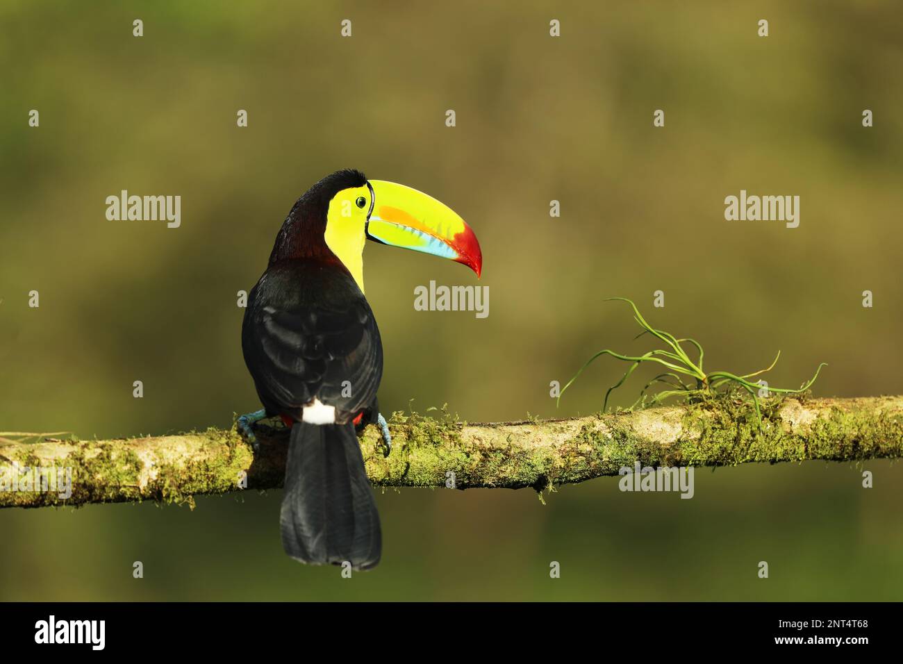 Toucan à bec de quille, Ramphastos sulfuratus, assis sur la branche dans la forêt tropicale, végétation verte, Costa Rica. Banque D'Images