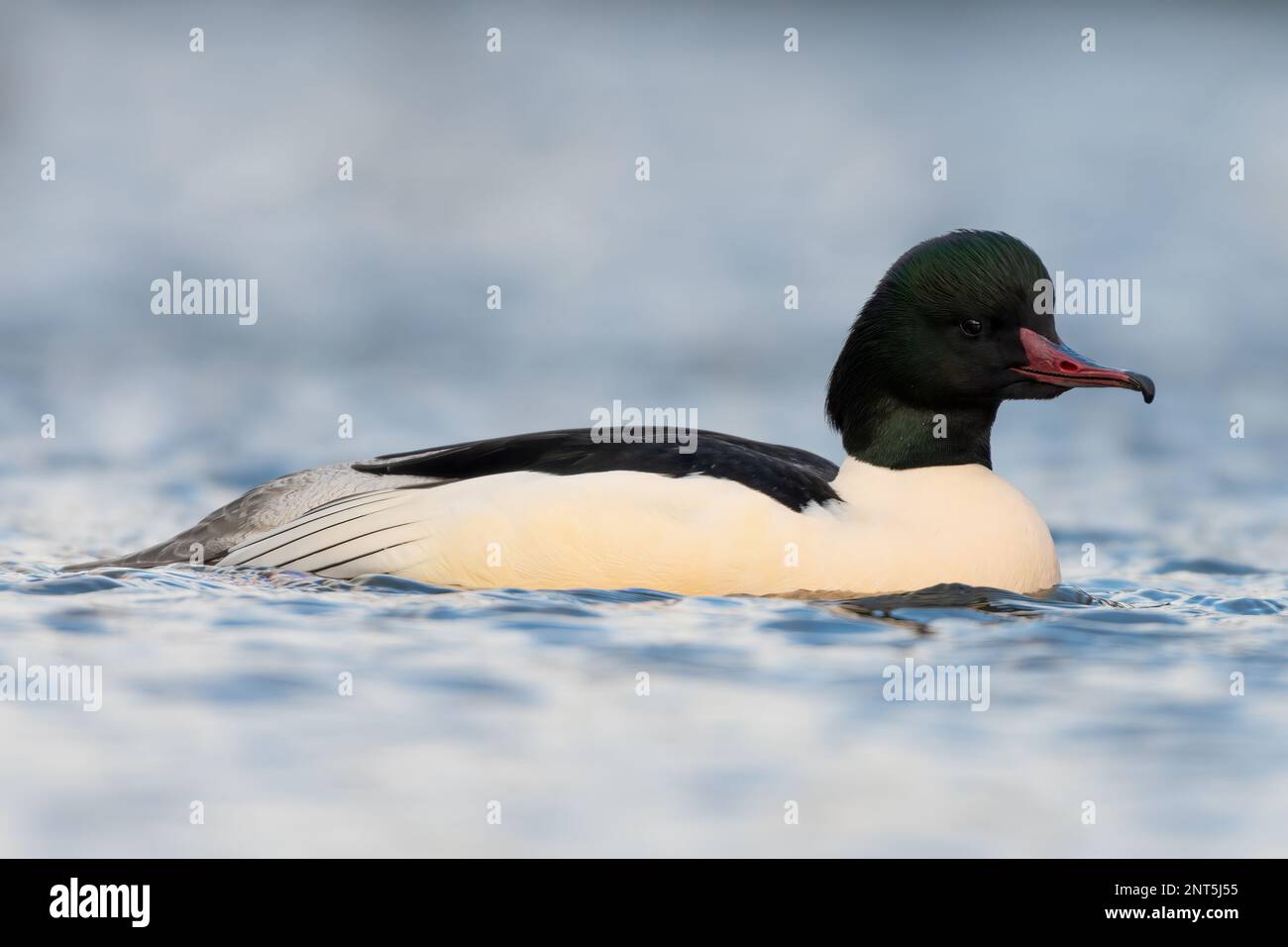 Mandre masculin ou merganser commun (Mergus merganser) nageant sur un lac Banque D'Images