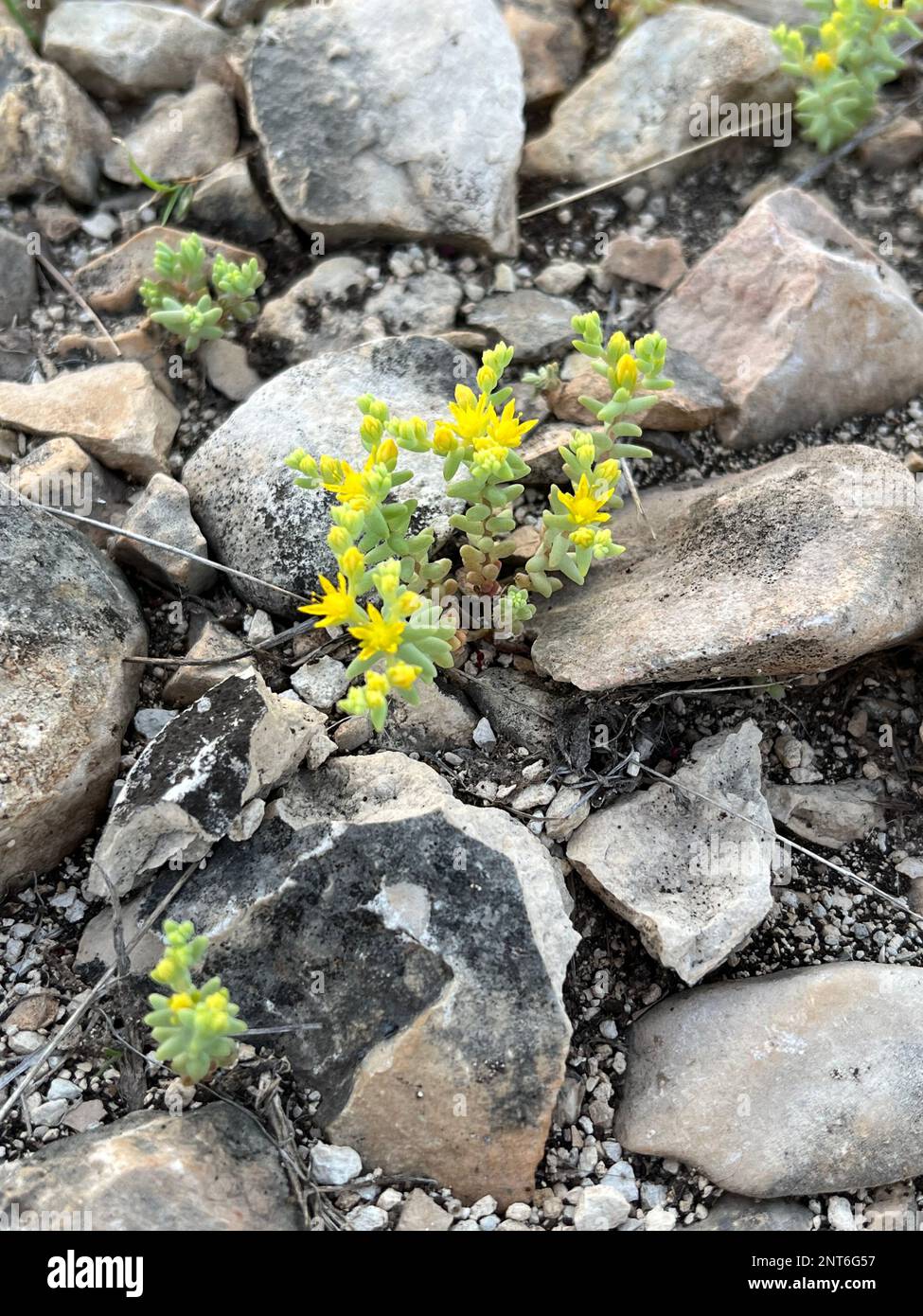 Succulente de printemps en fleurs, Texas Hill Country. Banque D'Images