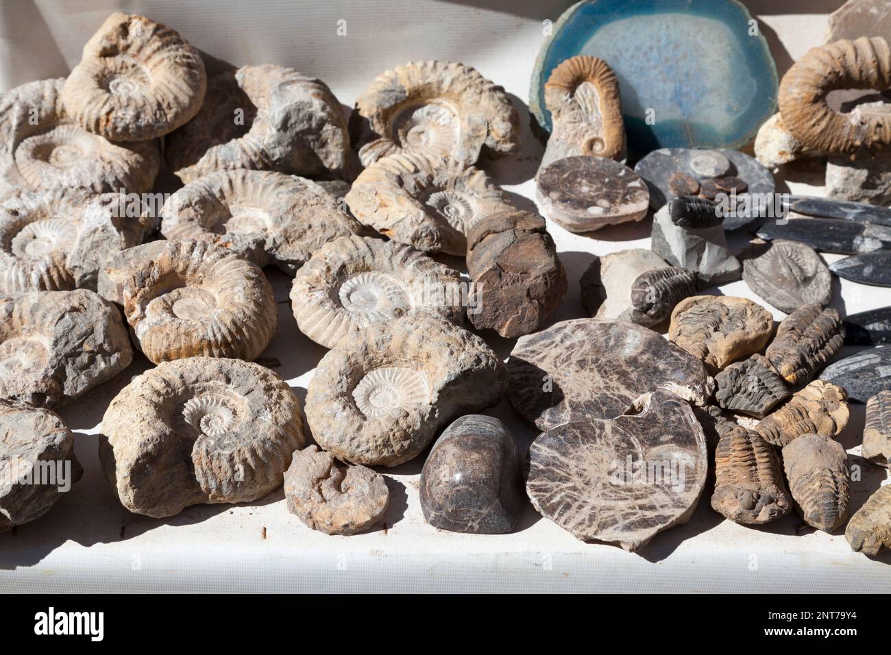 Fossiles et pierres précieuses à vendre dans le souk d'Essaouira. Banque D'Images