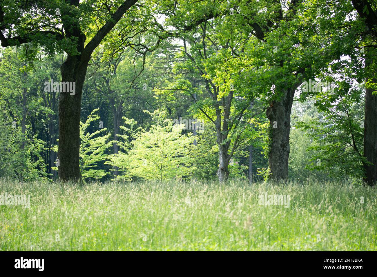 Paysage de jardin avec arbres luxuriants et herbe Banque D'Images