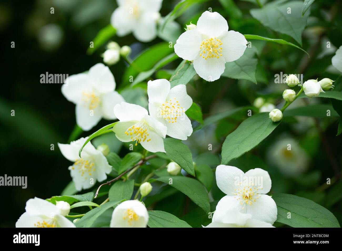 Roses sauvages blanches dans un jardin luxuriant au printemps Banque D'Images