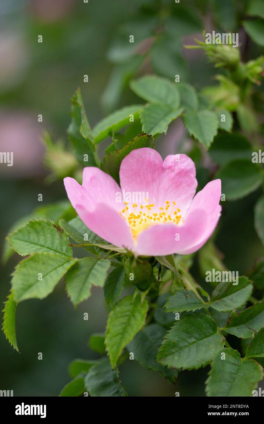 Rose sauvage dans un jardin luxuriant au printemps Banque D'Images