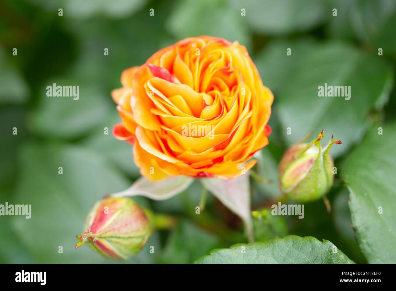 Gros plan sur la rose orange au printemps dans un jardin luxuriant Banque D'Images