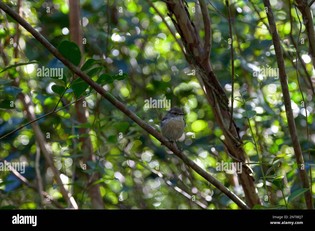 La tonechat de la Réunion (Saxicola tectes) est une espèce de stonechat, endémique à l'île de la Réunion. Ce petit oiseau de passereau est commun dans les clairières Banque D'Images