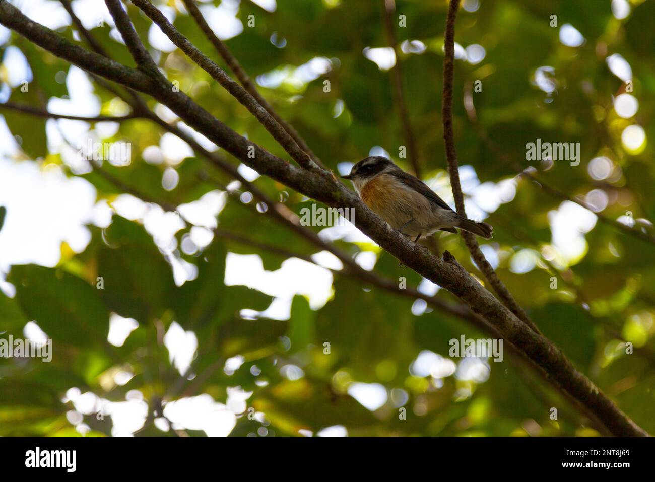 La tonechat de la Réunion (Saxicola tectes) est une espèce de stonechat, endémique à l'île de la Réunion. Ce petit oiseau de passereau est commun dans les clairières Banque D'Images