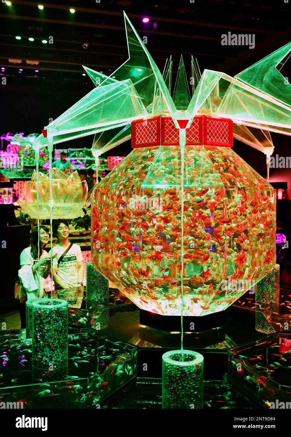 Visitors admire a shool of gold fish in a water tank during Art Aquarium 2019 at Nihonbashi Mitsui Hall theme " Coolness in Edo Period (1603 – 1868) on July 7, 2019. The event seeks for Japanese Wa ( harmony) and 20 art works will be exhbited until September 23rd. ( The Yomiuri Shimbun via AP Images ) Banque D'Images