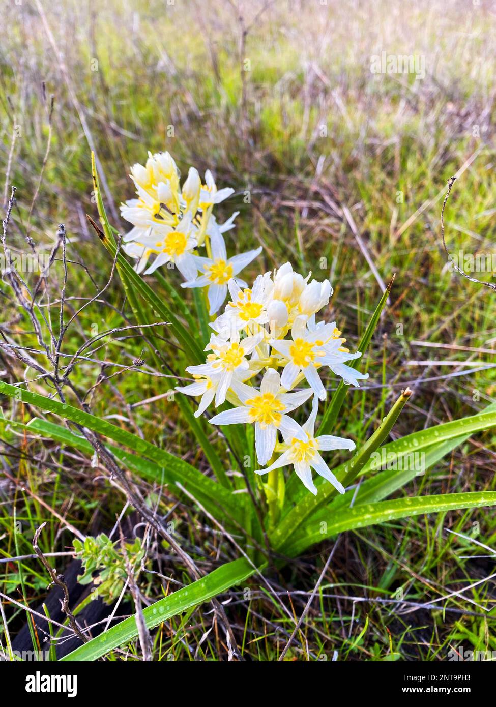 camas de la mort, Toxicocordion venenosum Banque D'Images