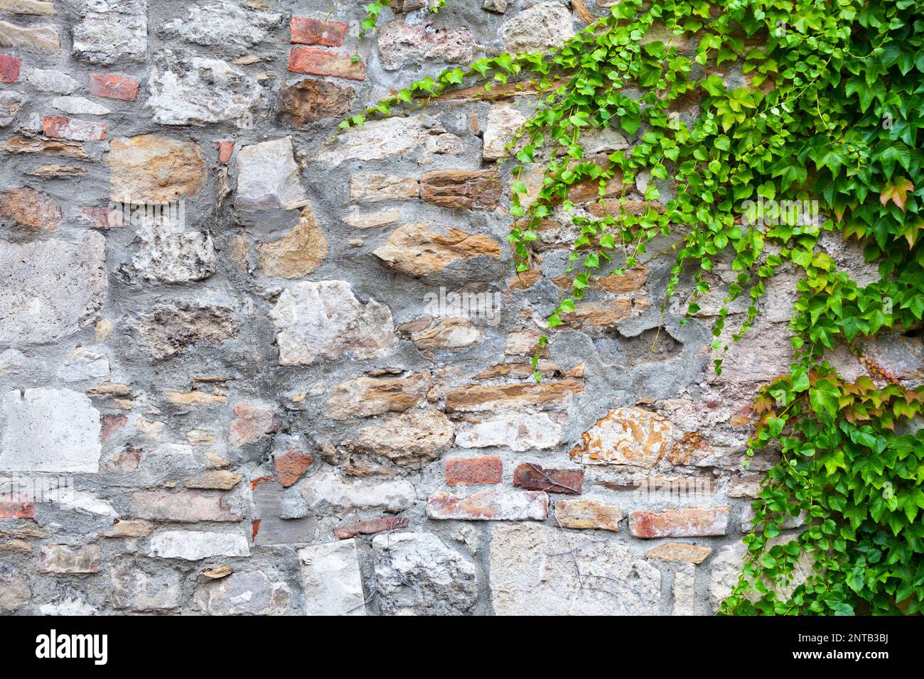 Vignes poussant sur le côté droit d'un mur de pierre. Banque D'Images