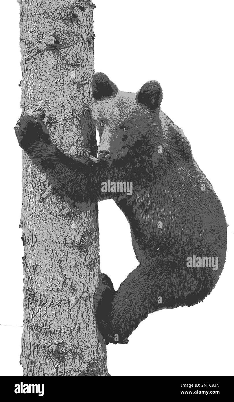 Un jeune ours brun monte un arbre dans la forêt. Illustration de Vecteur