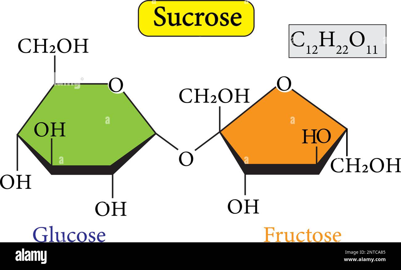 Le saccharose ou saccharose est un disaccharide composé de glucose et de fructose Illustration de Vecteur