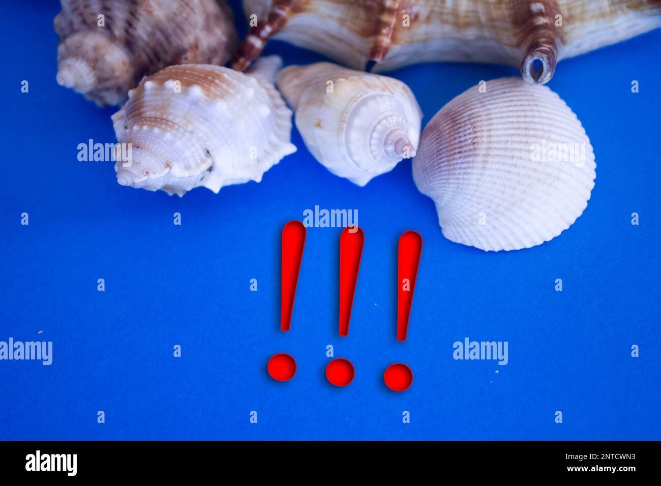 Animal Shell, vacances d'été, fond marin avec texte point d'exclamation. Banque D'Images