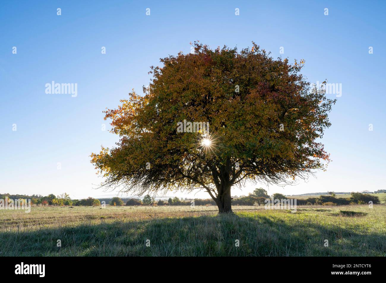 Poire européenne (Pyrus communis), solitaire, avec des feuilles colorées automnales, rétroéclairé par une étoile du soleil, Thuringe, Allemagne Banque D'Images