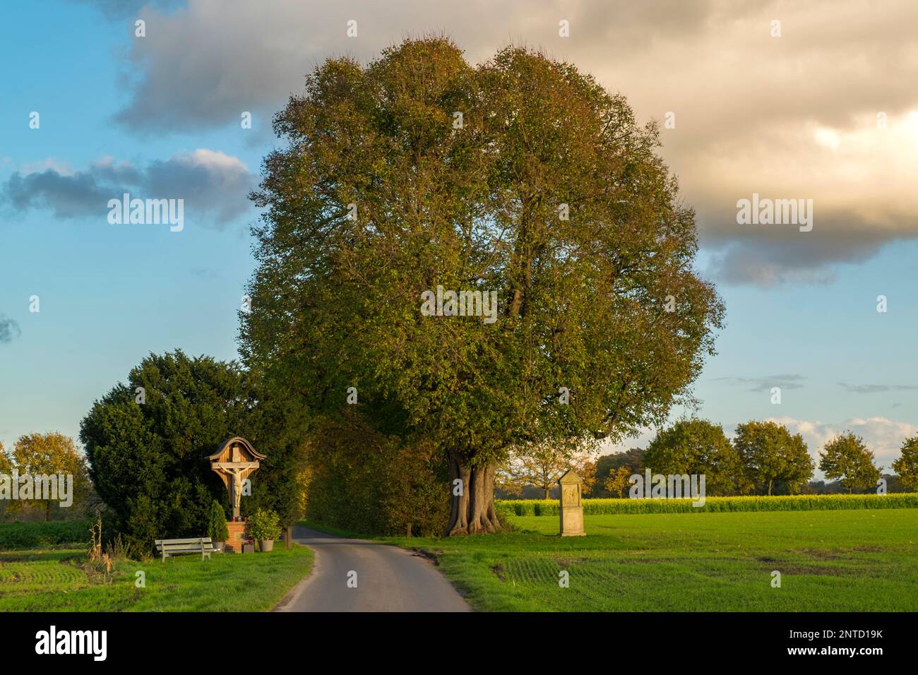 Dicke Lime Tree monument naturel, Ahaus-Wuellen, Muensterland, Rhénanie-du-Nord-Westphalie, Allemagne Banque D'Images