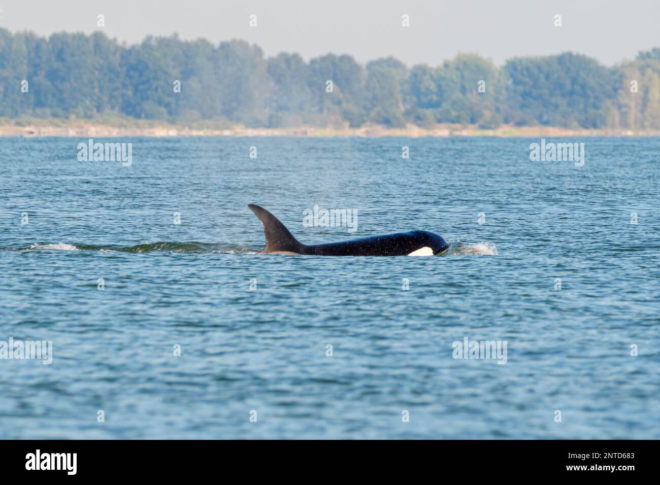 Orques de Bigg, Orcinus orca, mer de Salish, Vancouver, Colombie-Britannique, Canada, Pacifique Banque D'Images