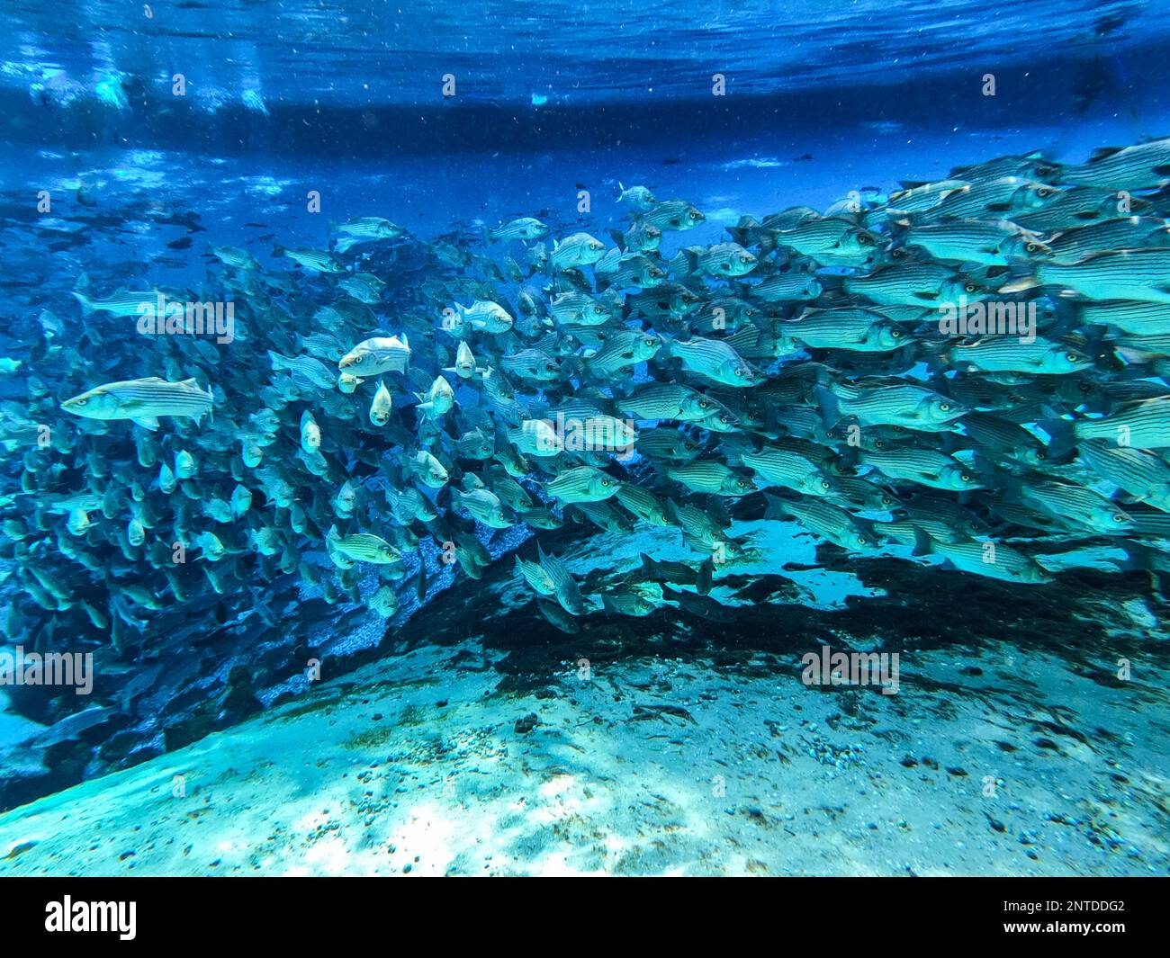 Selfies sous-marins à Silver Glen Springs en Floride Banque D'Images