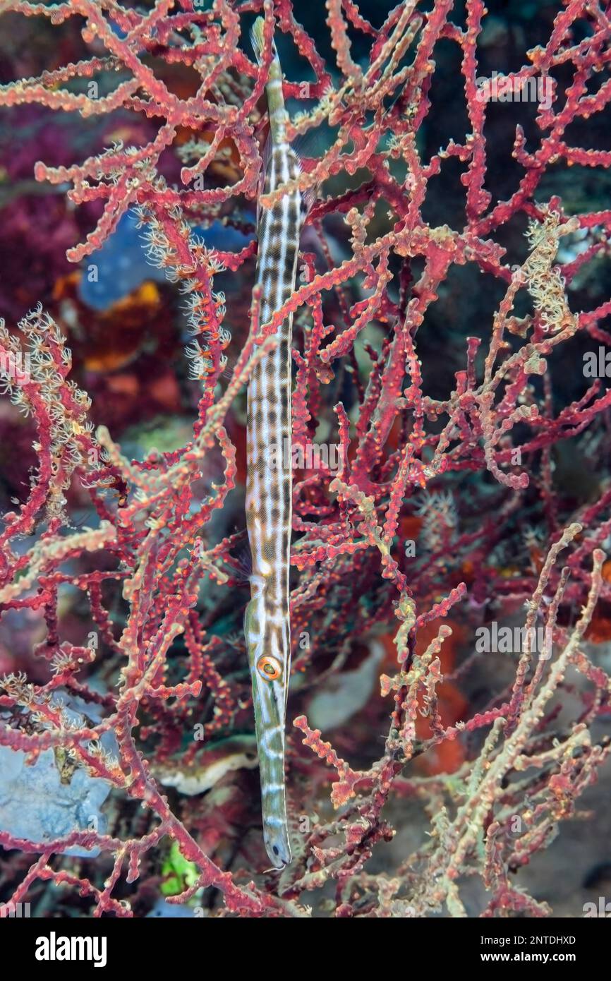 La truite, Aulostomus chinensis, tente de se fondre dans un corail, Tulamben, Bali, Indonésie, Pacifique Banque D'Images