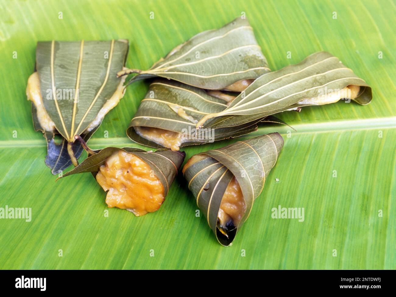 Jack fruit Kumbilappam ou Edannayappam, goût traditionnel du Kerala, Inde, Asie Banque D'Images