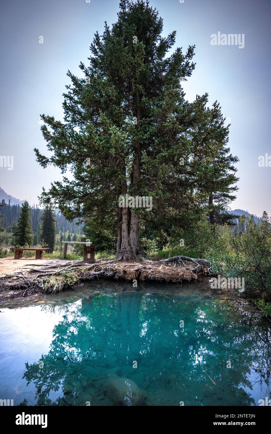 Ink pots sentier de randonnée piscine d'eau avec des paysages d'arbres géants dans le parc national Banff. Banque D'Images