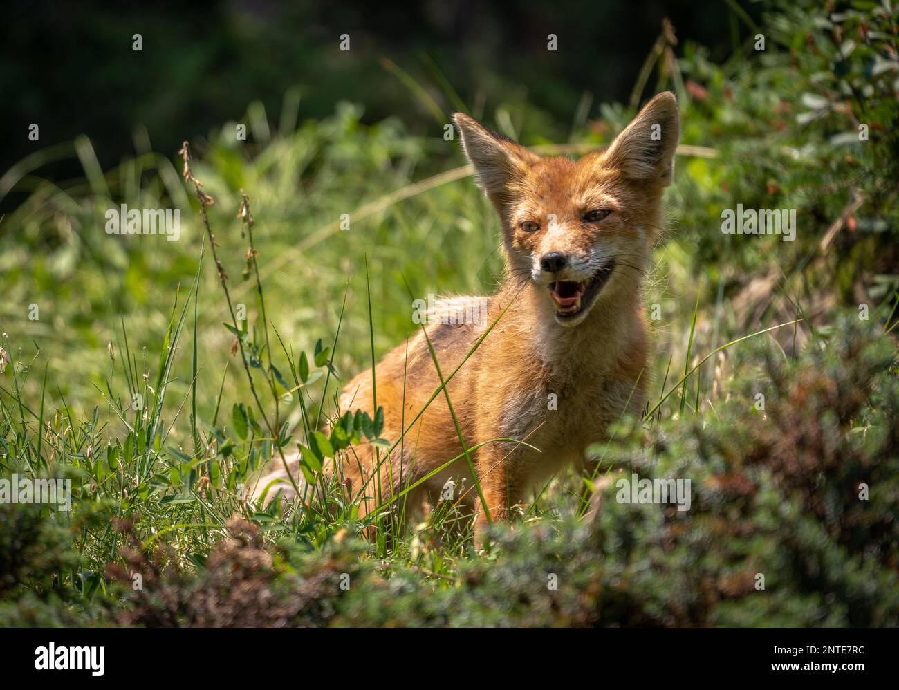 Renard roux dans le paysage forestier de l'Alberta. Banque D'Images