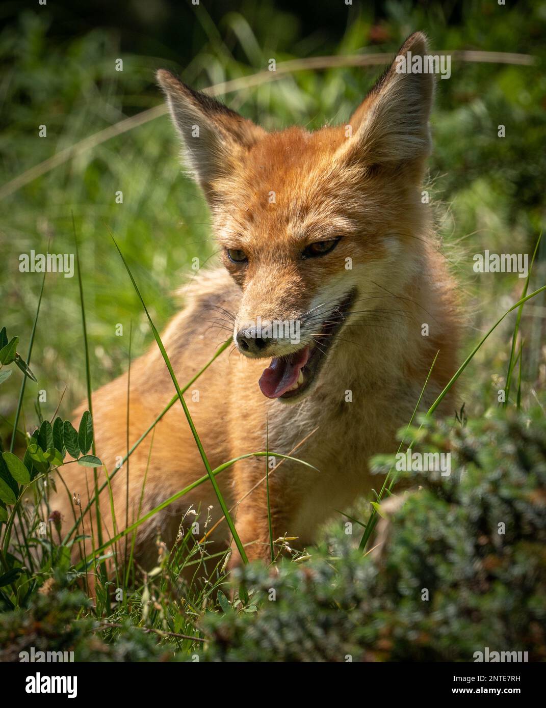 Renard roux dans le paysage forestier de l'Alberta. Banque D'Images