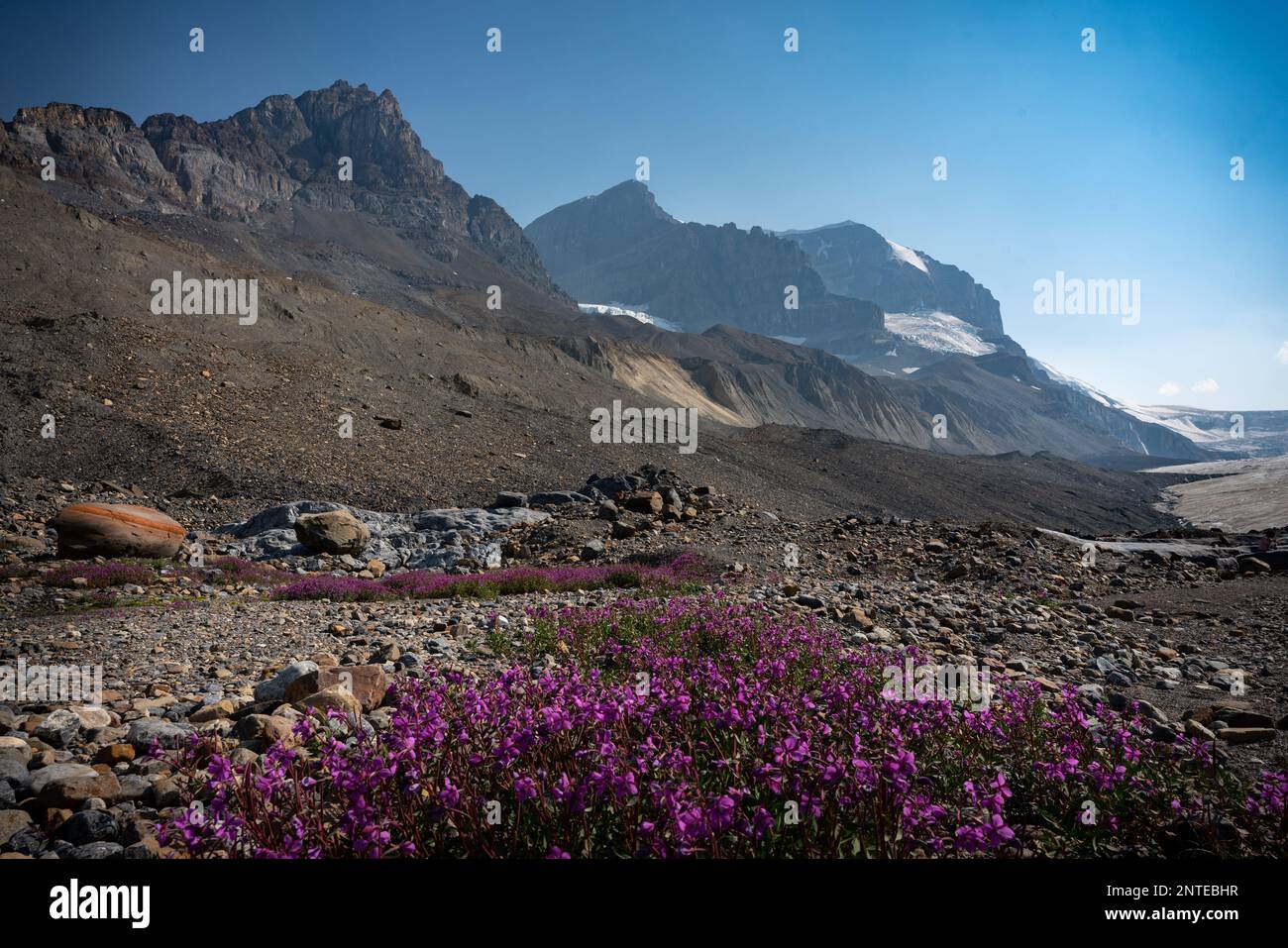 Paysage de montagne rocheuse avec des fleurs en Alberta au glacier Athabasca Banque D'Images