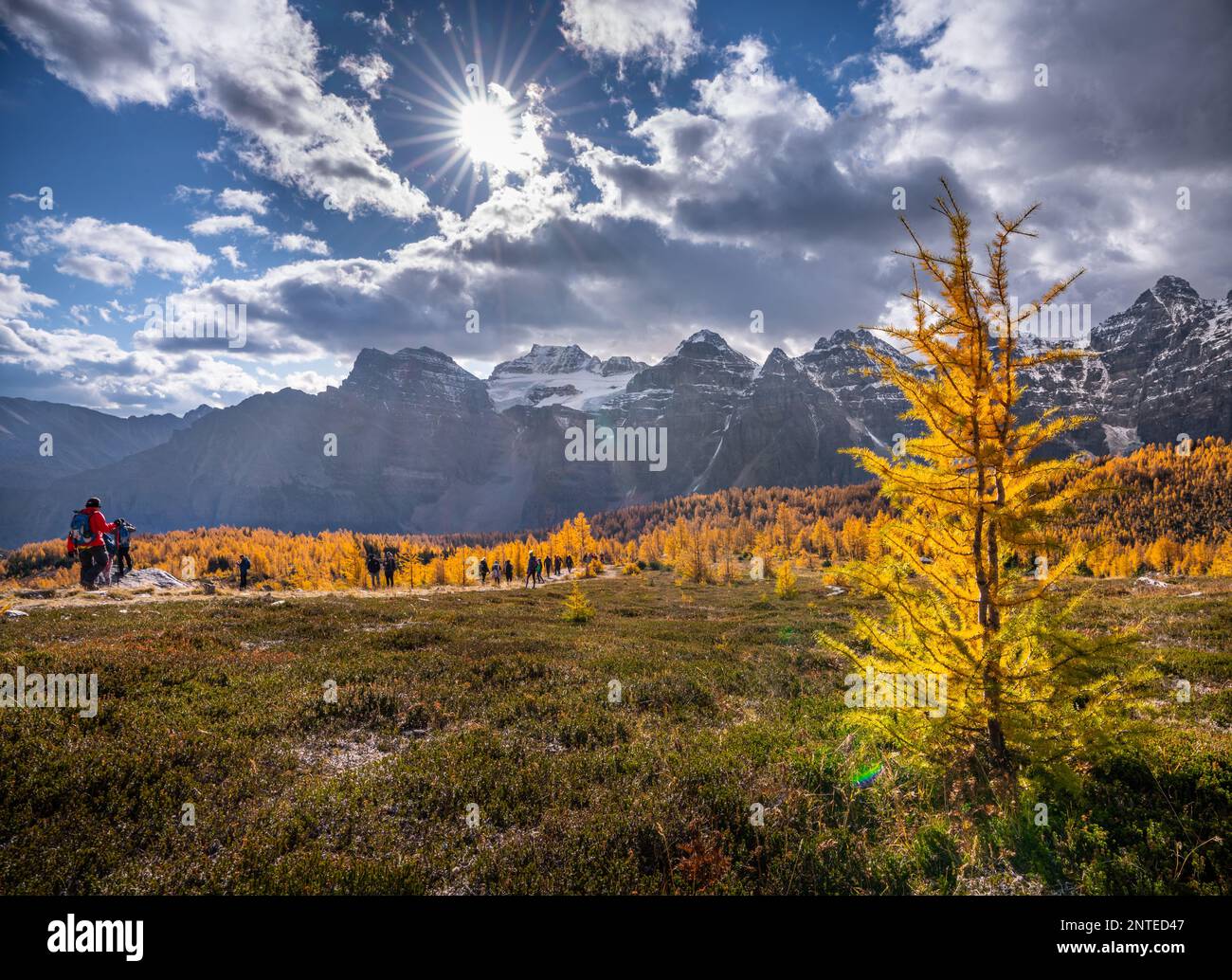 Larches dorées dans le parc national de Banff avec paysage de montagnes rocheuses Banque D'Images