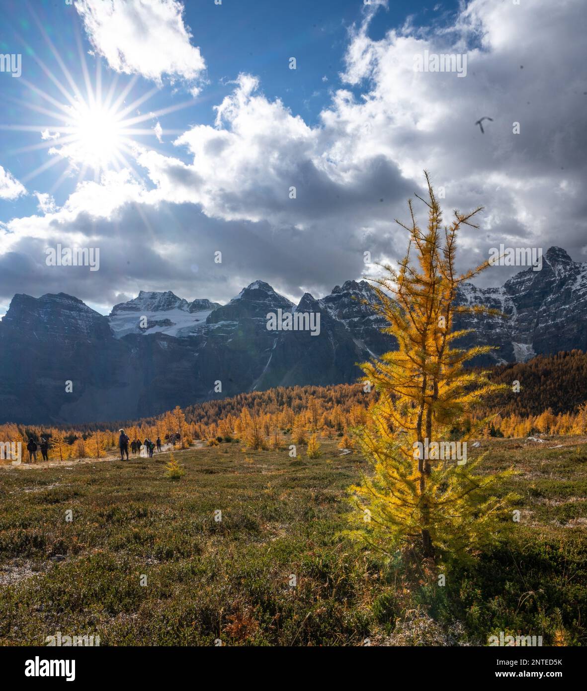 Larches dorées dans le parc national de Banff avec paysage de montagnes rocheuses Banque D'Images