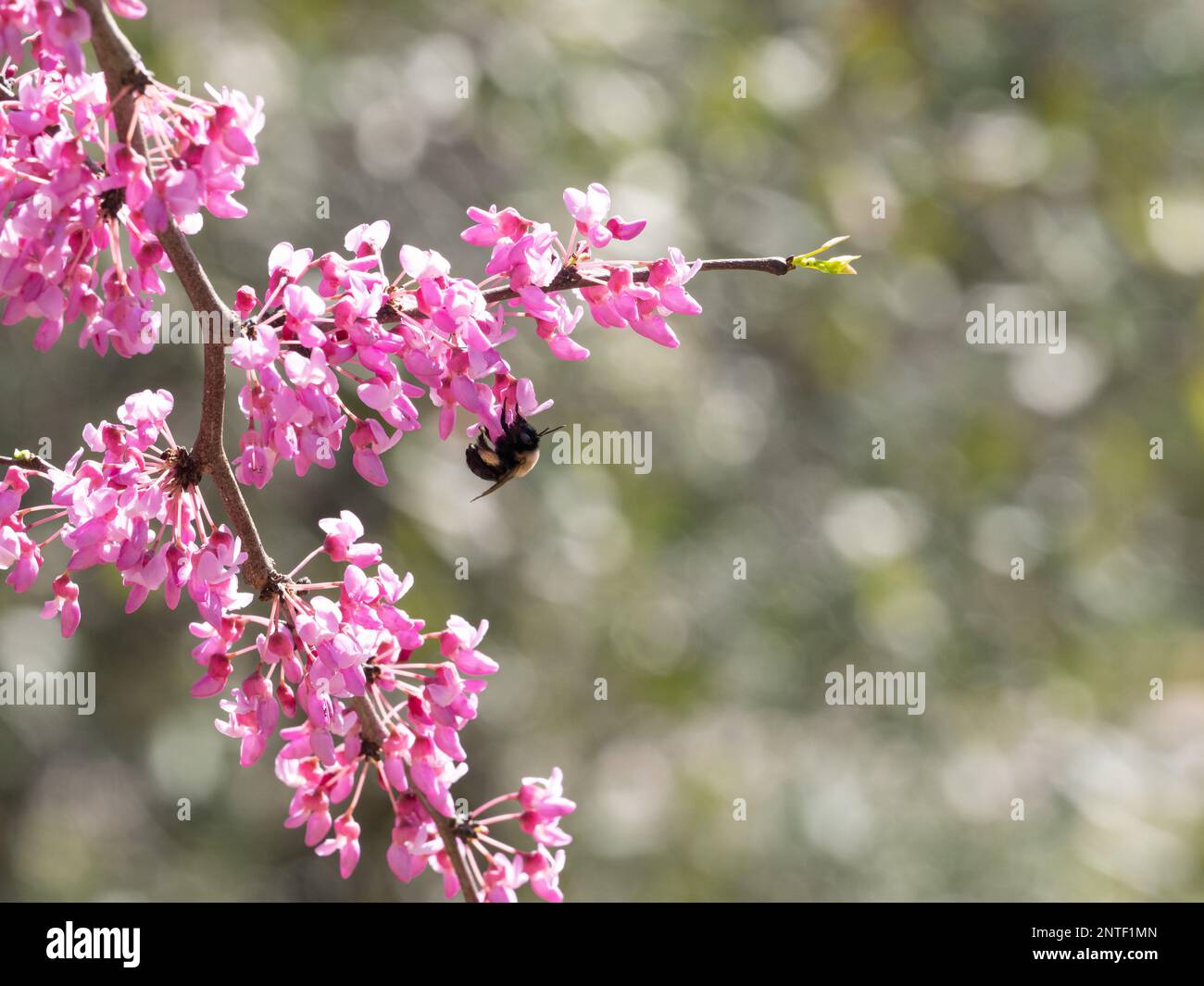 L'abeille Bumble accroché à une fleur rose foncé ou fuchsia sur un arbre de Redbud de l'est au printemps. Photographié avec une faible profondeur de champ. Banque D'Images