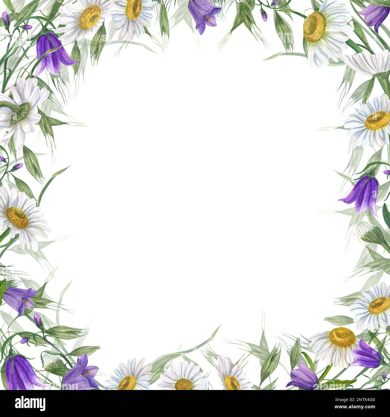 Couronne d'aquarelle avec Marguerite, campanula, avoine sauvage isolée sur fond blanc. Peinture à la main pour la carte postale, modèle d'invitation, Saint-Valentin Banque D'Images