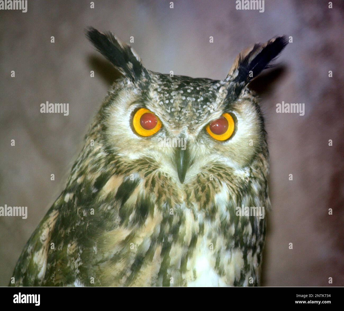 Hibou indien (Bubo bengalensis) à la caméra : (pix Sanjiv Shukla) Banque D'Images