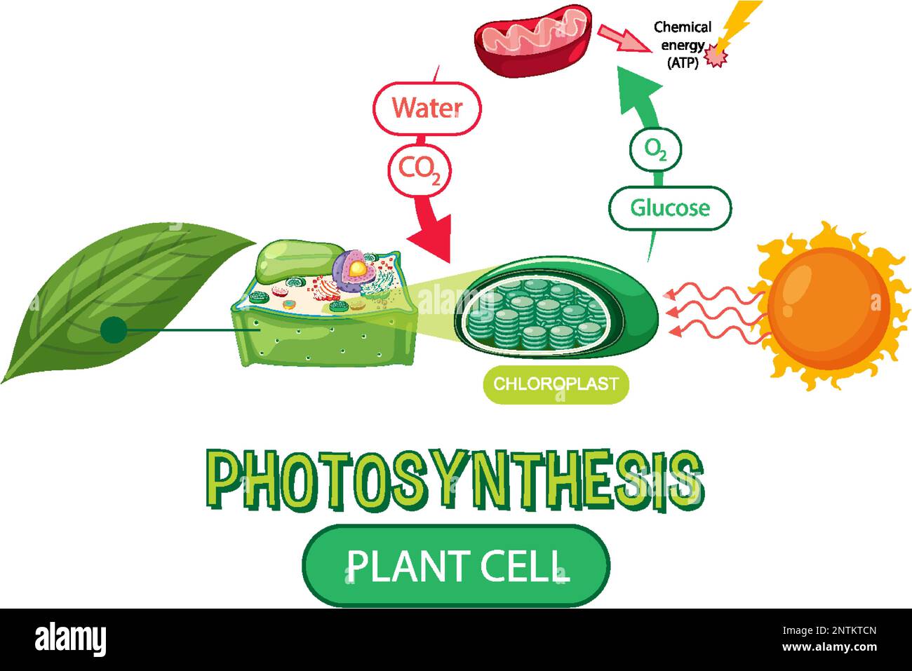 Diagramme de la photosynthèse pour illustration de l'enseignement de la biologie et des sciences de la vie Illustration de Vecteur