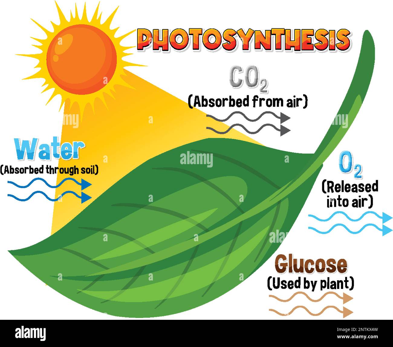 Diagramme de la photosynthèse pour illustration de l'enseignement de la biologie et des sciences de la vie Illustration de Vecteur