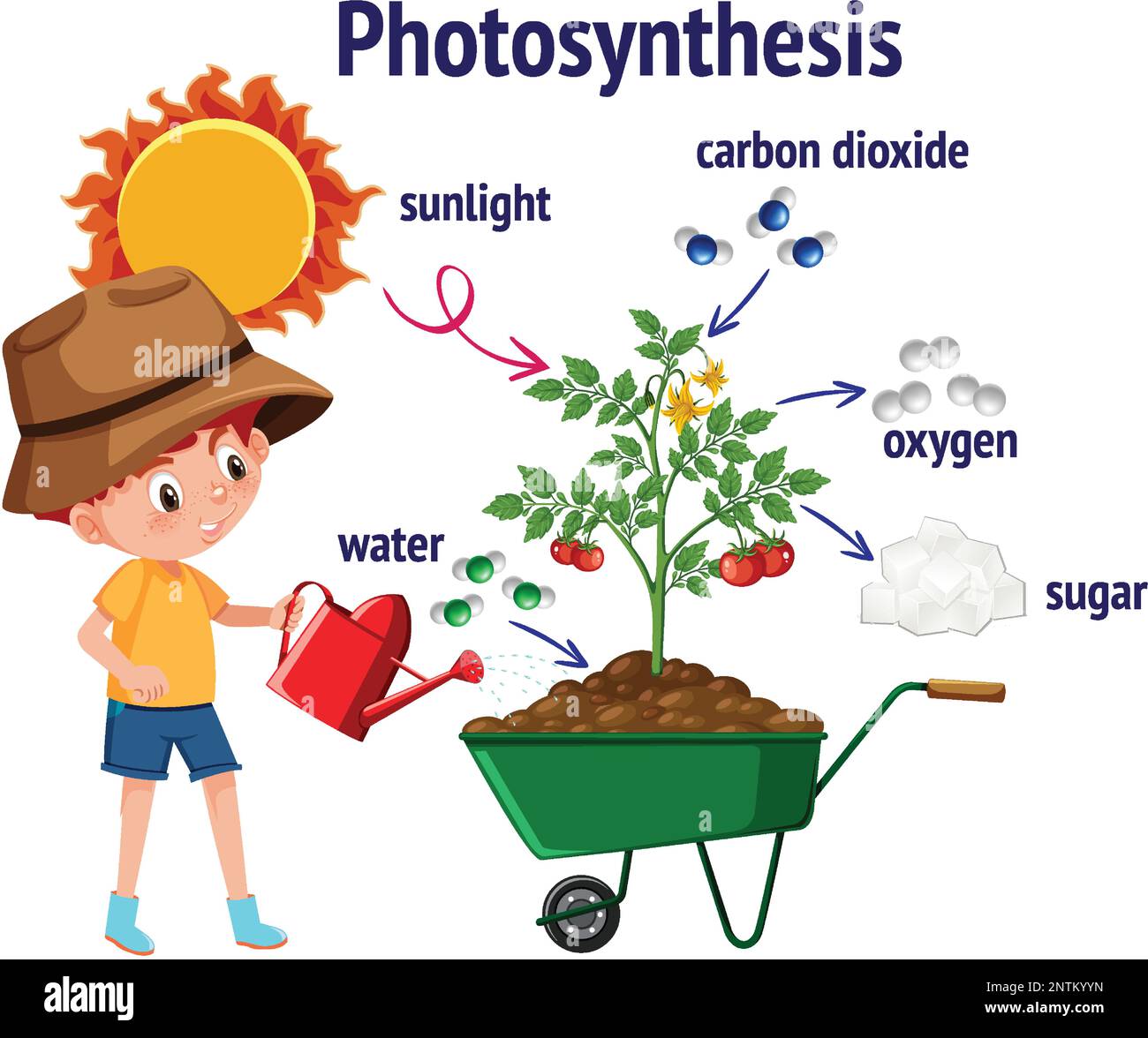 Diagramme de la photosynthèse pour illustration de l'enseignement de la biologie et des sciences de la vie Illustration de Vecteur